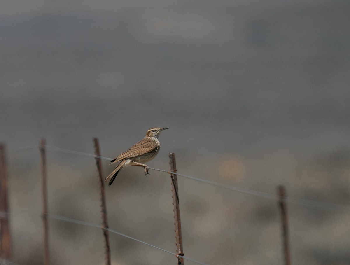 Karoo Long-billed Lark - ML646293254
