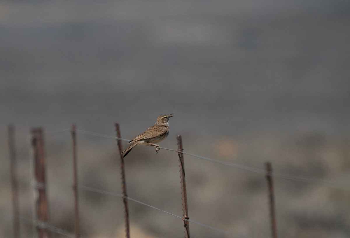 Karoo Long-billed Lark - ML646293255
