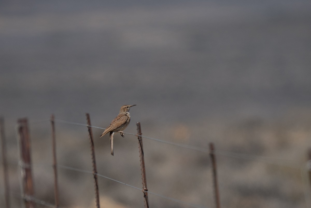 Karoo Long-billed Lark - ML646293256