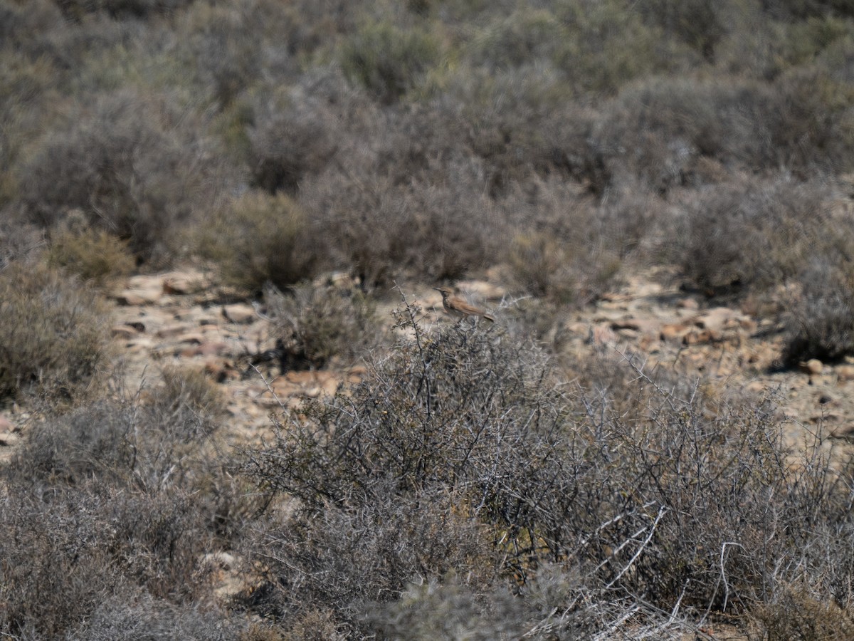 Karoo Long-billed Lark - ML646293257