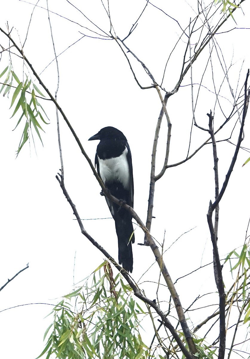 Сорока усурійська - ML646293263