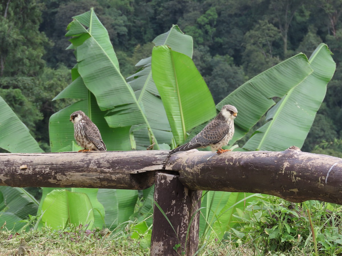 Amur Falcon - ML646293267