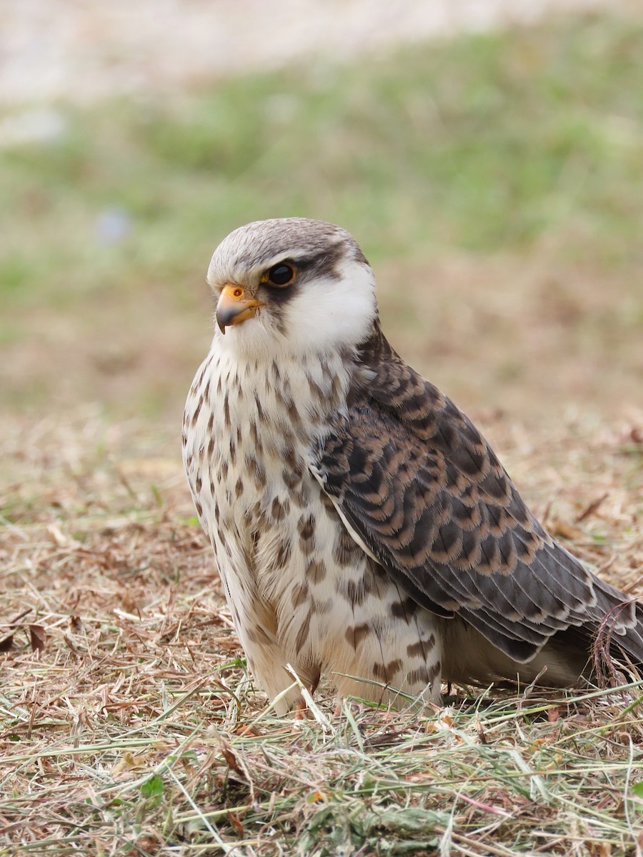 Amur Falcon - ML646293268