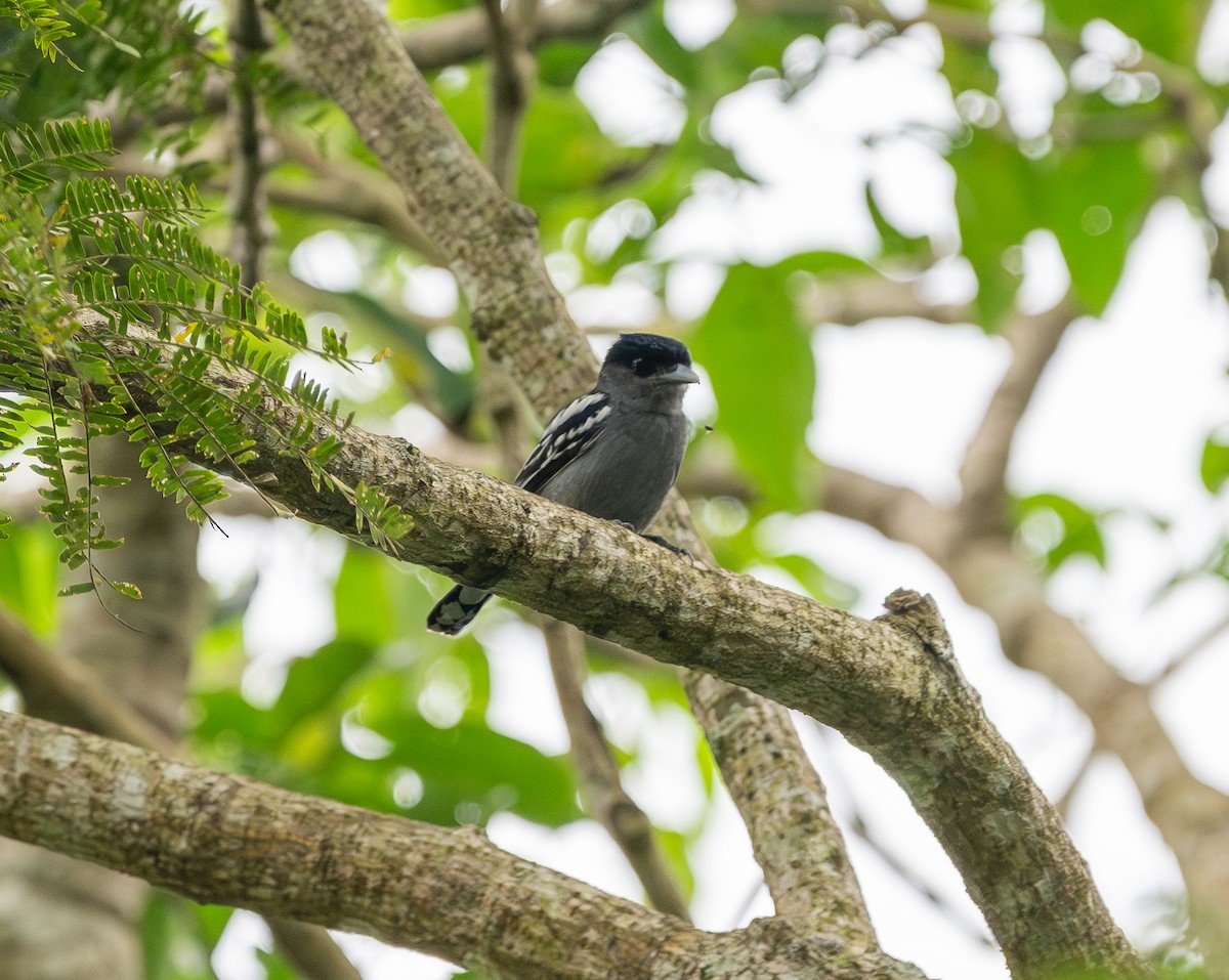 White-winged Becard - ML646293269