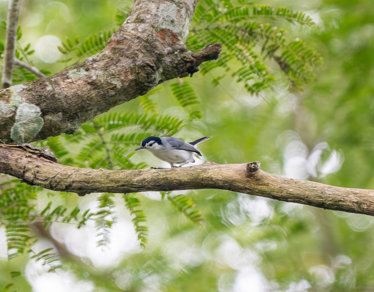 White-browed Gnatcatcher - ML646293271