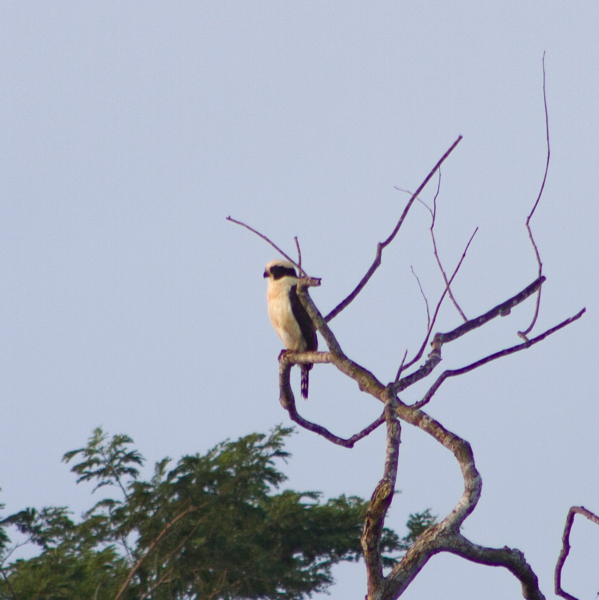 Laughing Falcon - ML646293283