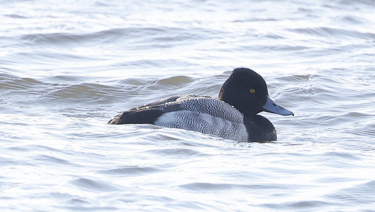 コスズガモ - ML646293285