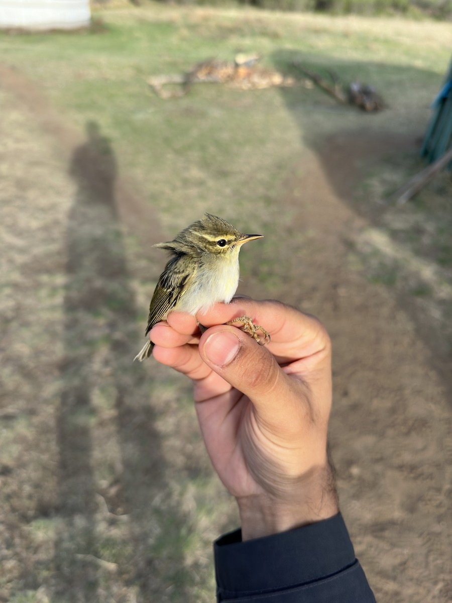 極北柳鶯 - ML646293289