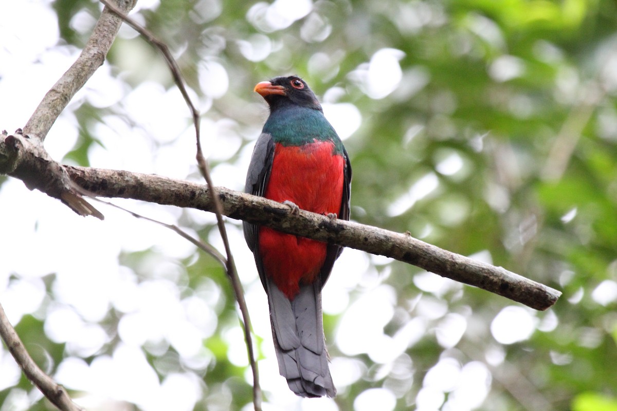 Slaty-tailed Trogon - ML646293291