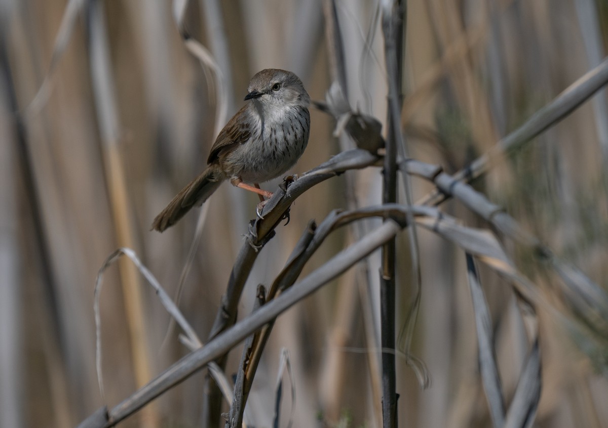 Namaqua Warbler - ML646293294