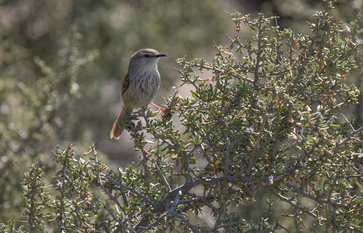 Namaqua Warbler - ML646293295