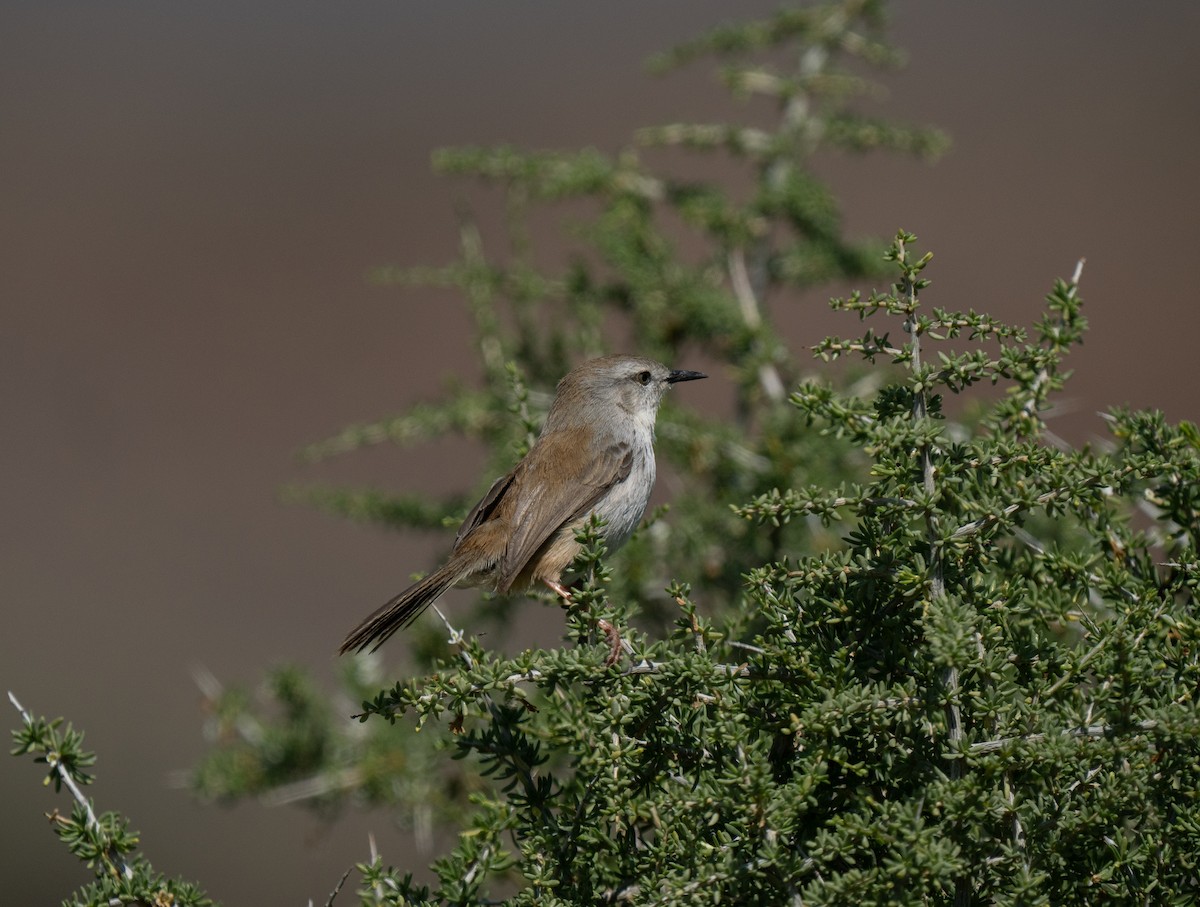 Namaqua Warbler - ML646293296
