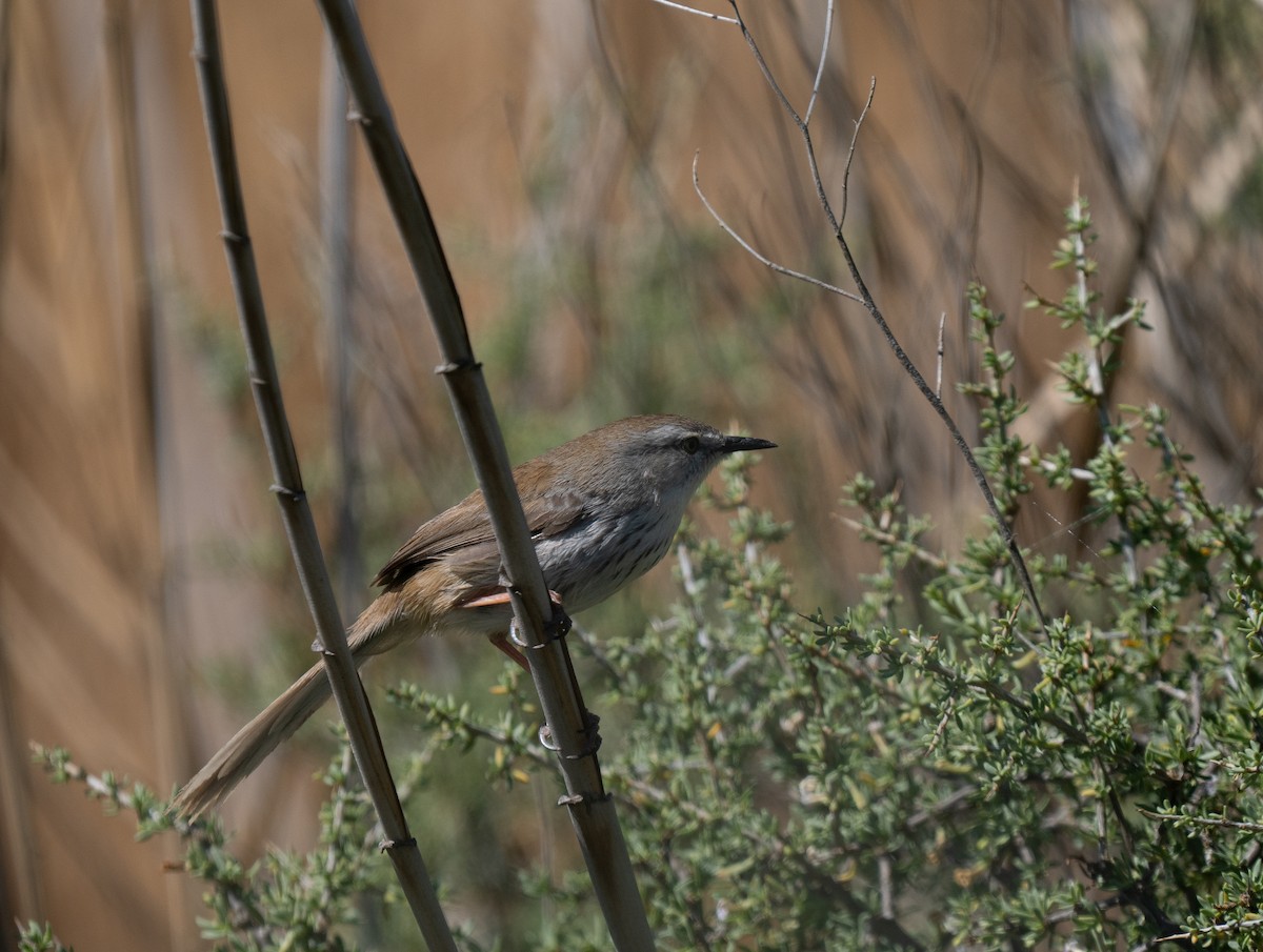 Namaqua Warbler - ML646293297