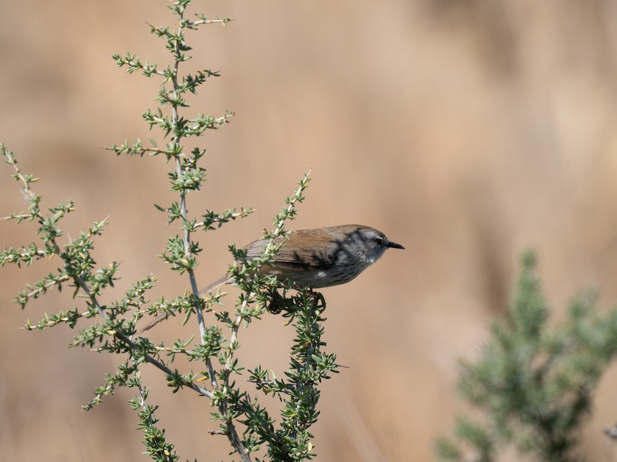 Namaqua Warbler - ML646293298