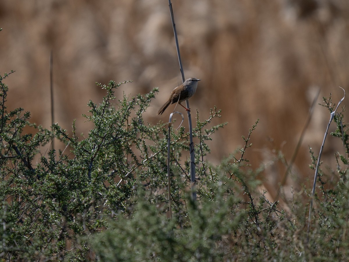 Namaqua Warbler - ML646293299