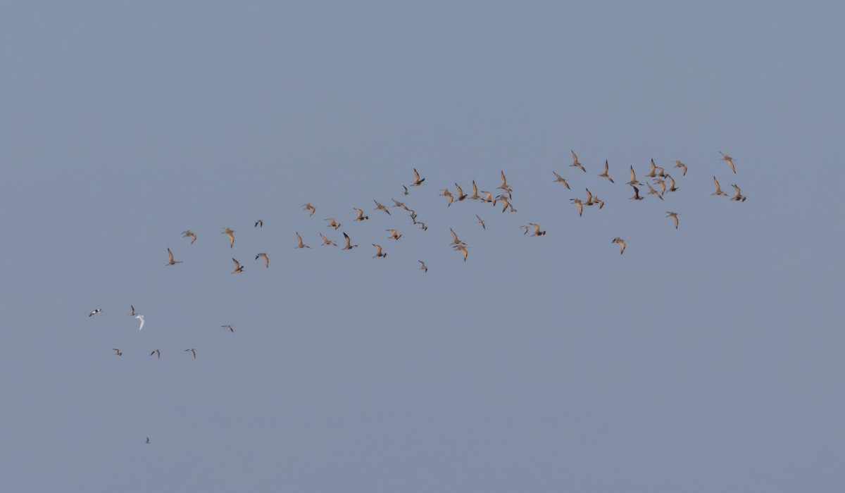 Marbled Godwit - ML646293304