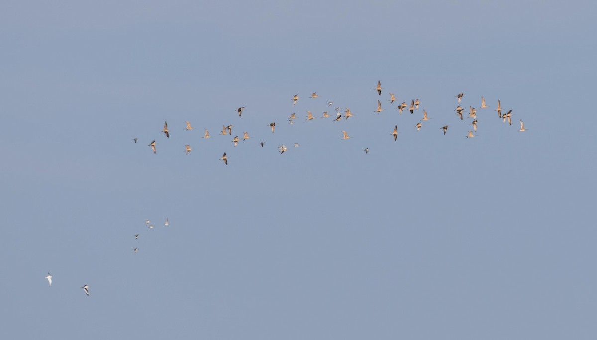 Marbled Godwit - ML646293305