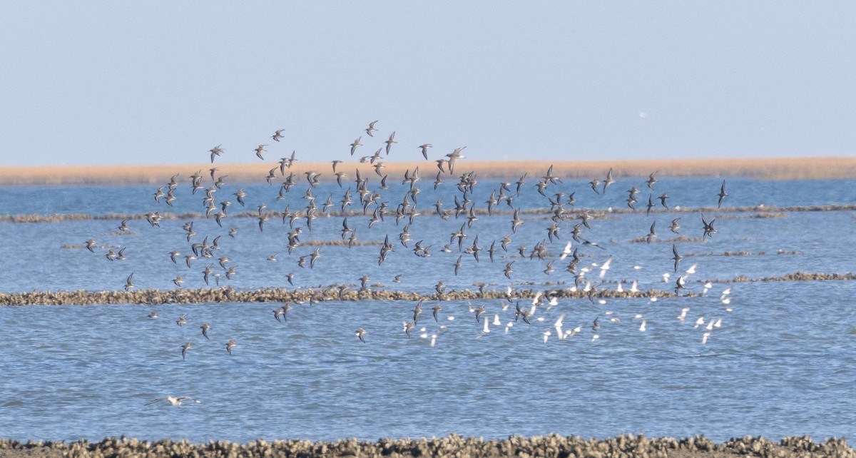 Marbled Godwit - ML646293306