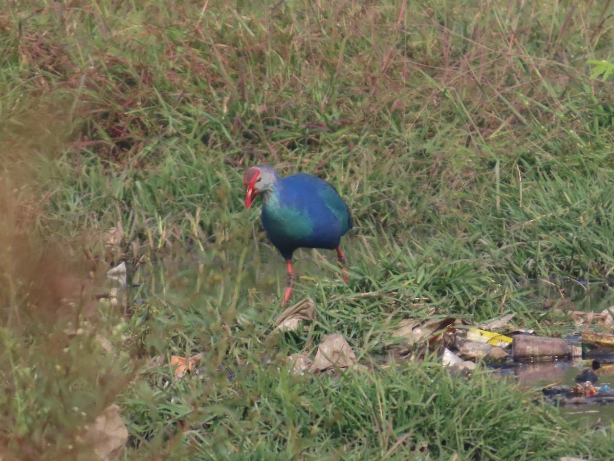 Gray-headed Swamphen - ML646293307