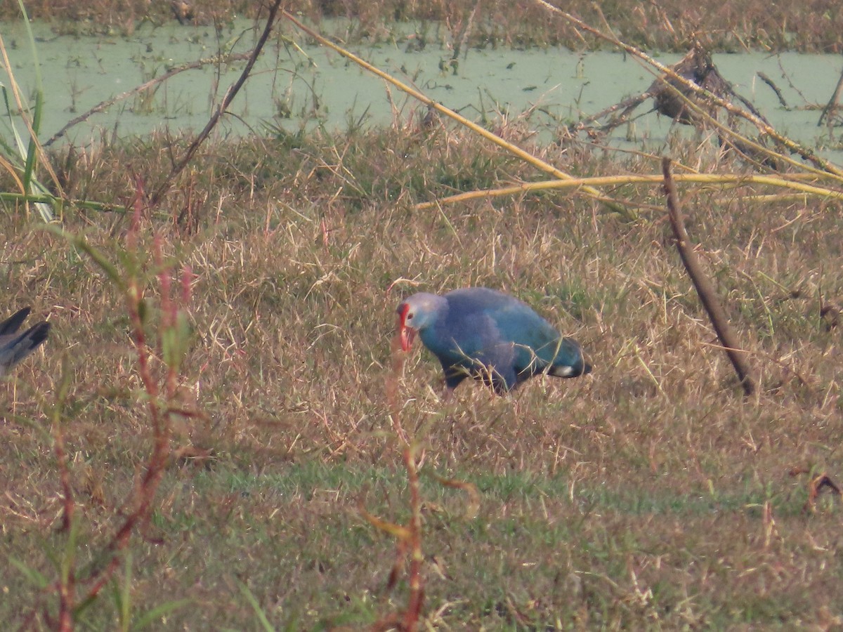 Gray-headed Swamphen - ML646293311