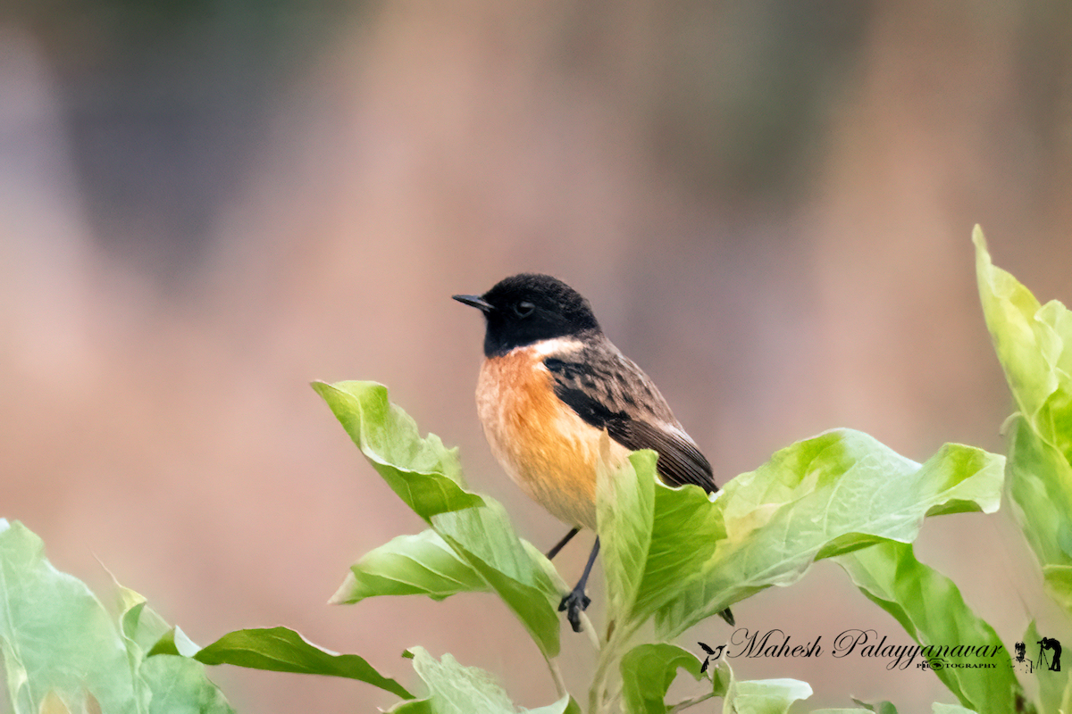 Siberian Stonechat - ML646293314