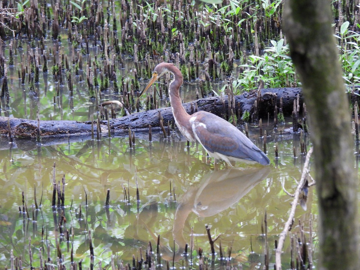 Tricolored Heron - ML646293315