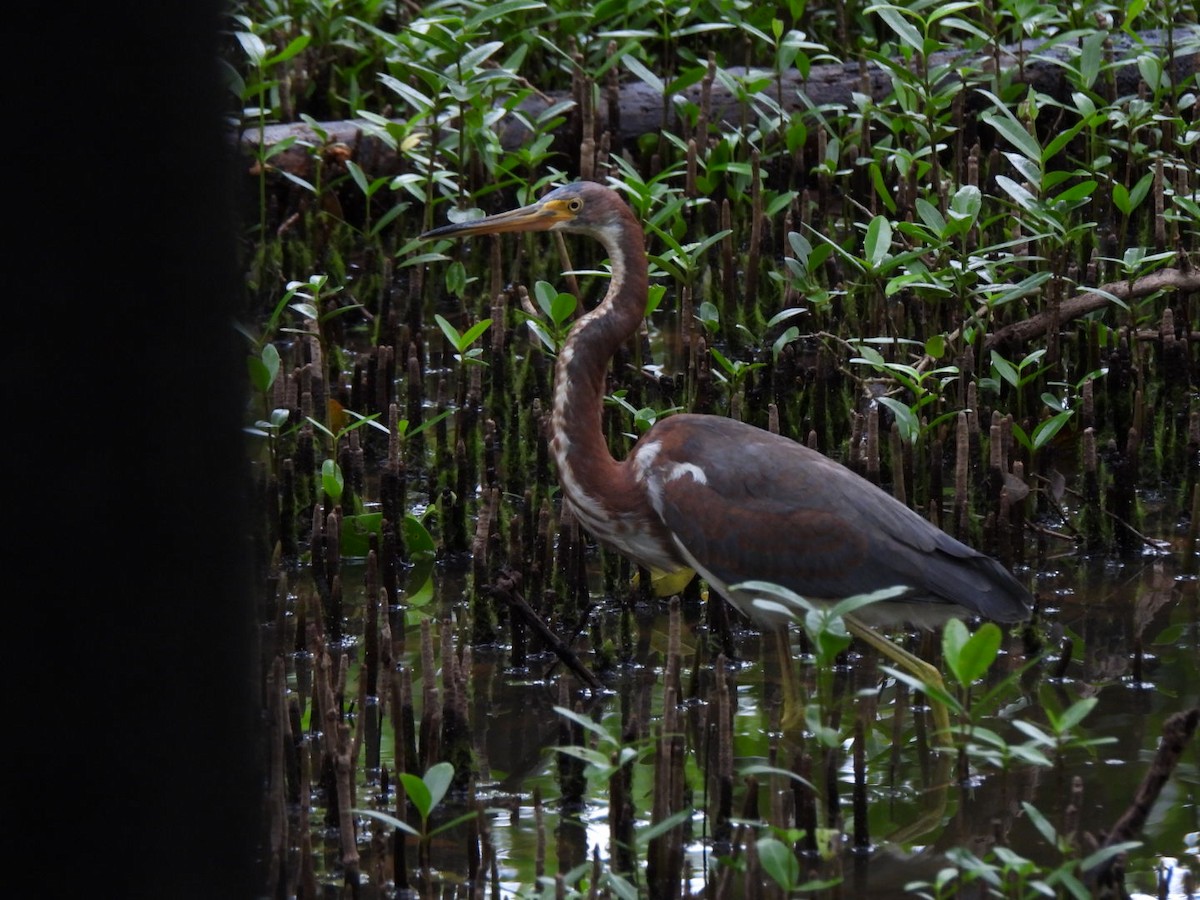 Tricolored Heron - ML646293316