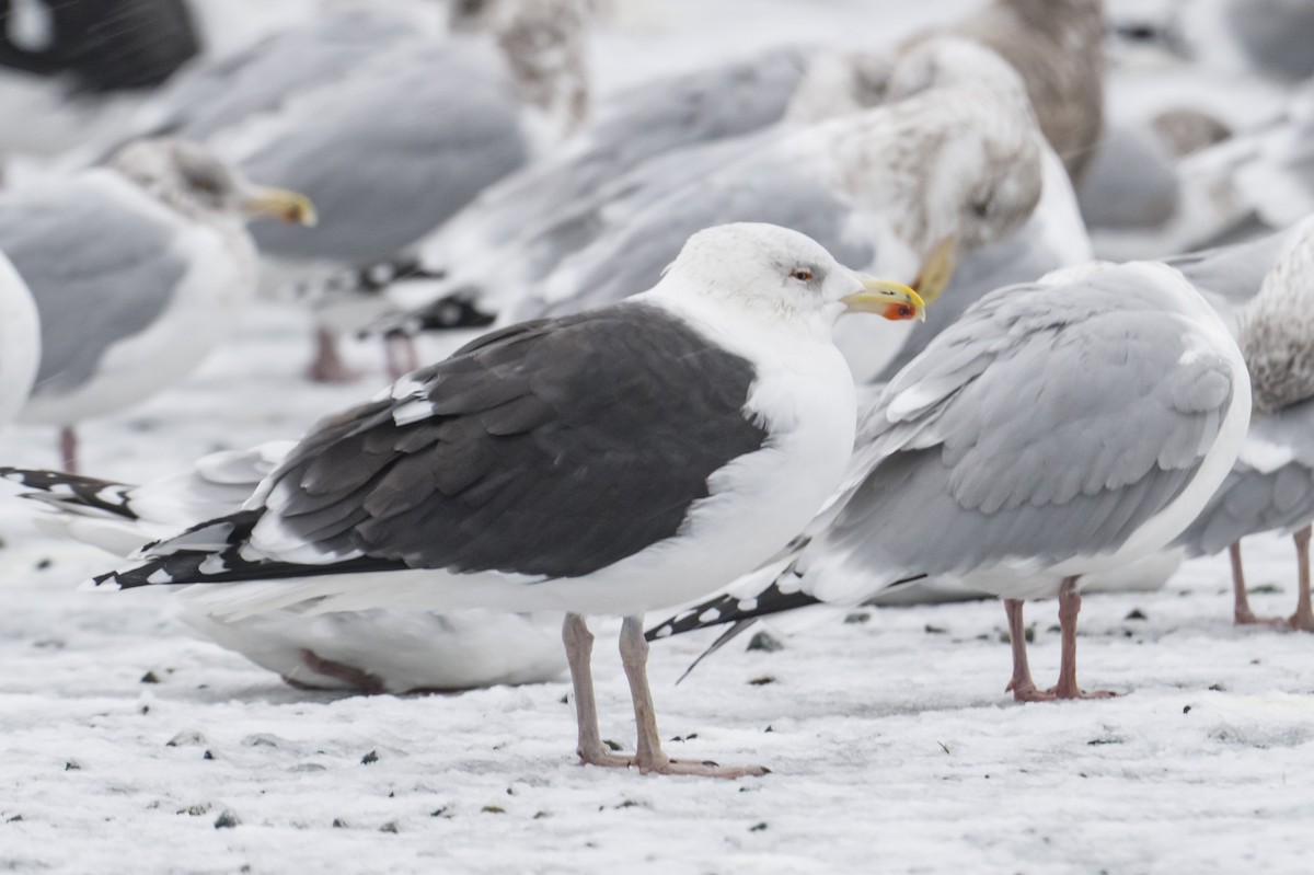 Great Black-backed Gull - ML646293321
