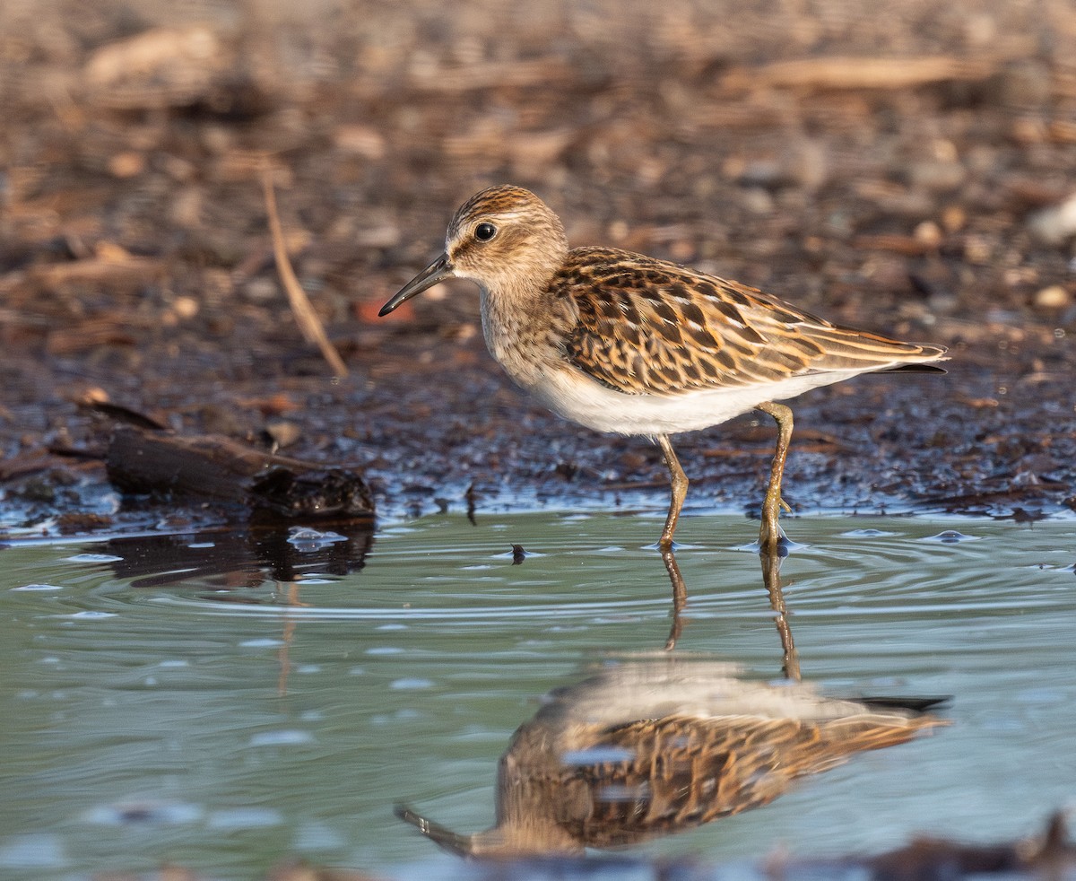 Least Sandpiper - ML646293323