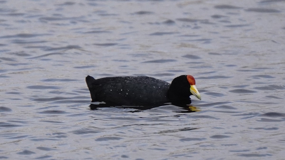 Slate-colored Coot - ML646293324