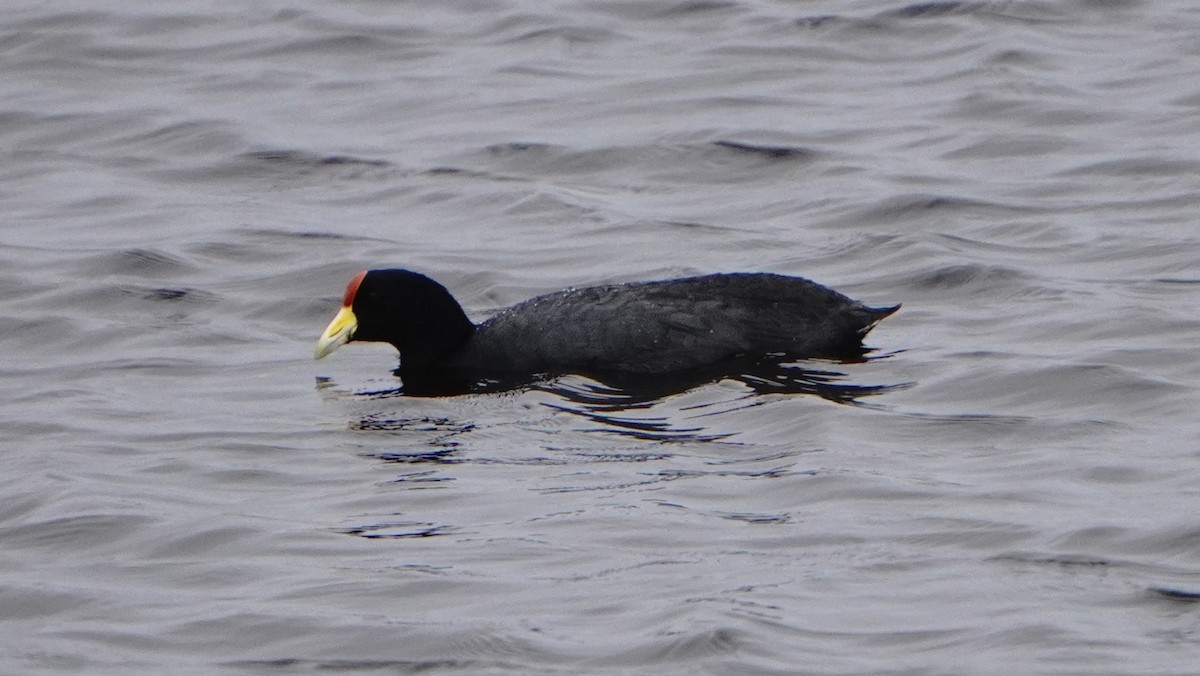 Slate-colored Coot - ML646293325