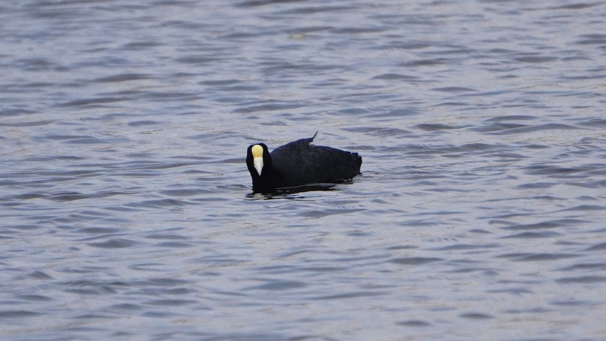 Slate-colored Coot - ML646293326