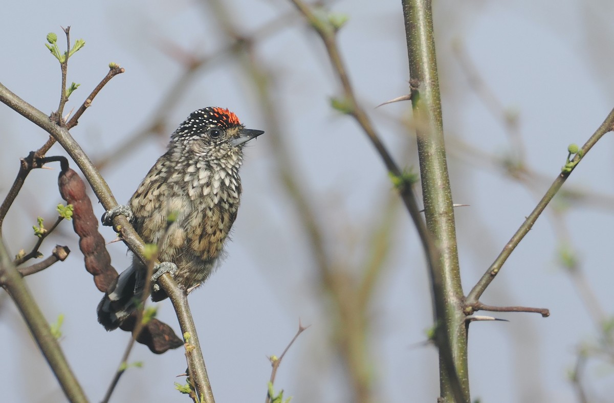 Ocellated Piculet - ML646293329