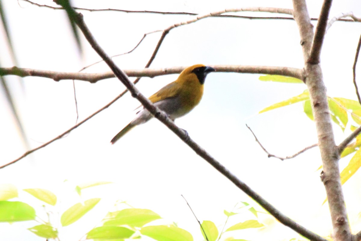 Black-faced Grosbeak - ML646293332