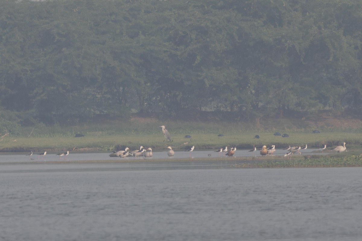 Bar-headed Goose - ML646293335