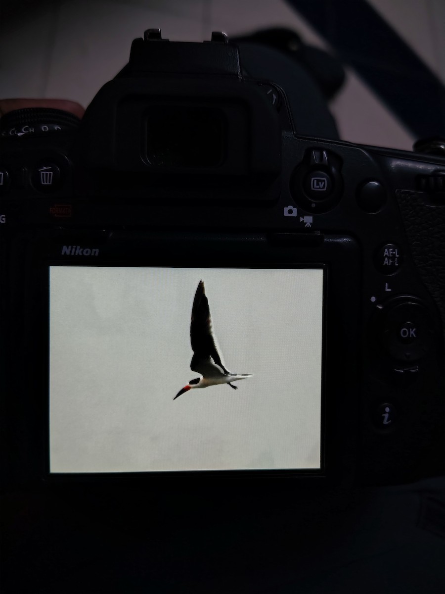 Indian Skimmer - ML646293341