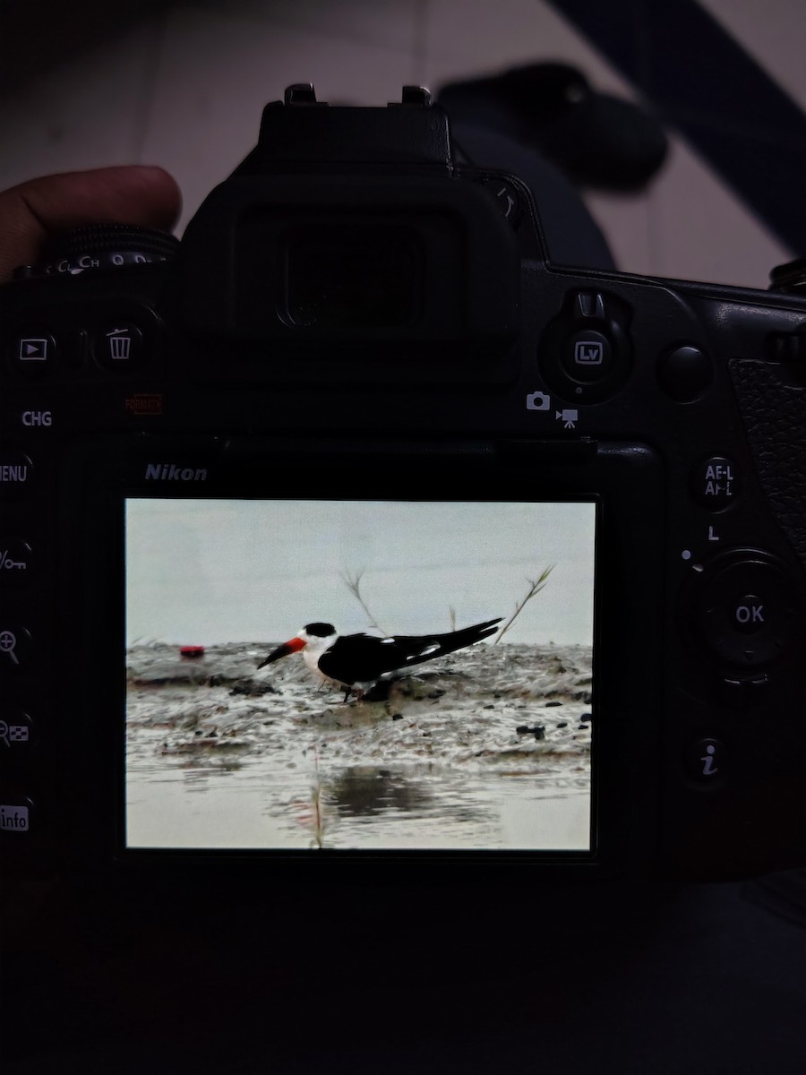 Indian Skimmer - ML646293342