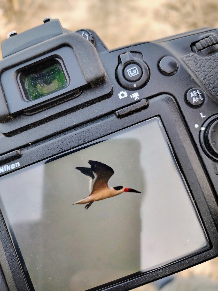 Indian Skimmer - ML646293343