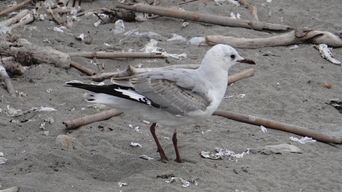 Gray-hooded Gull - ML646293366