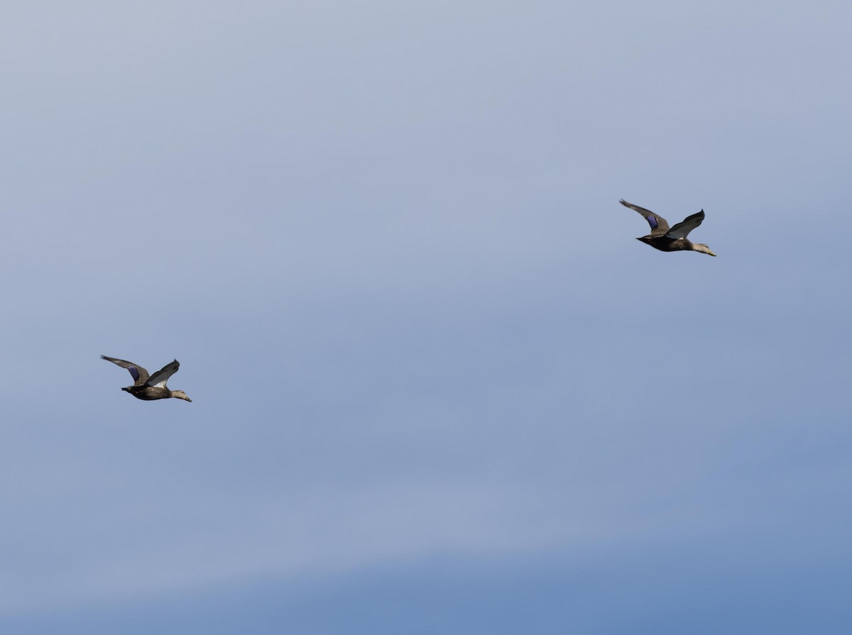 American Black Duck - ML646293371