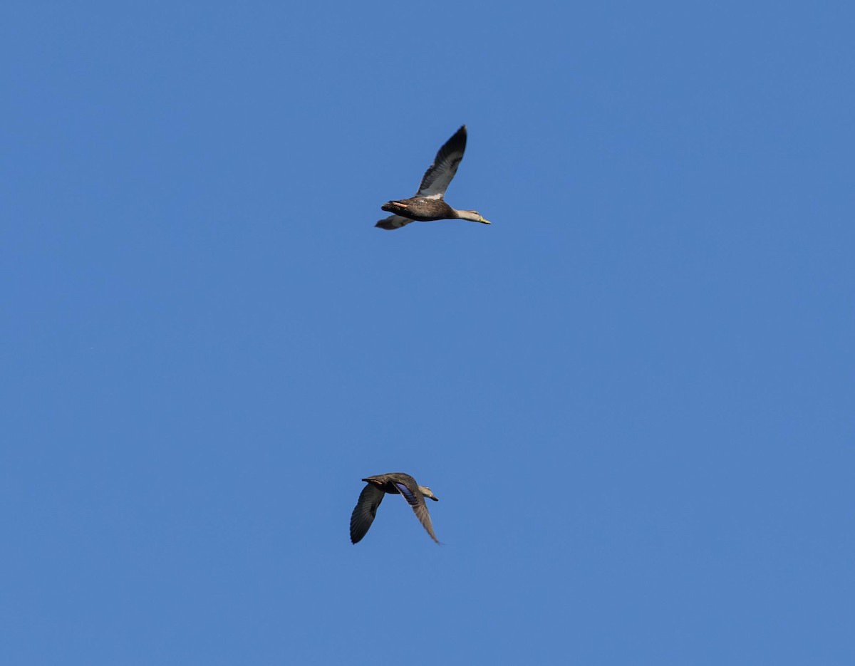 American Black Duck - ML646293372