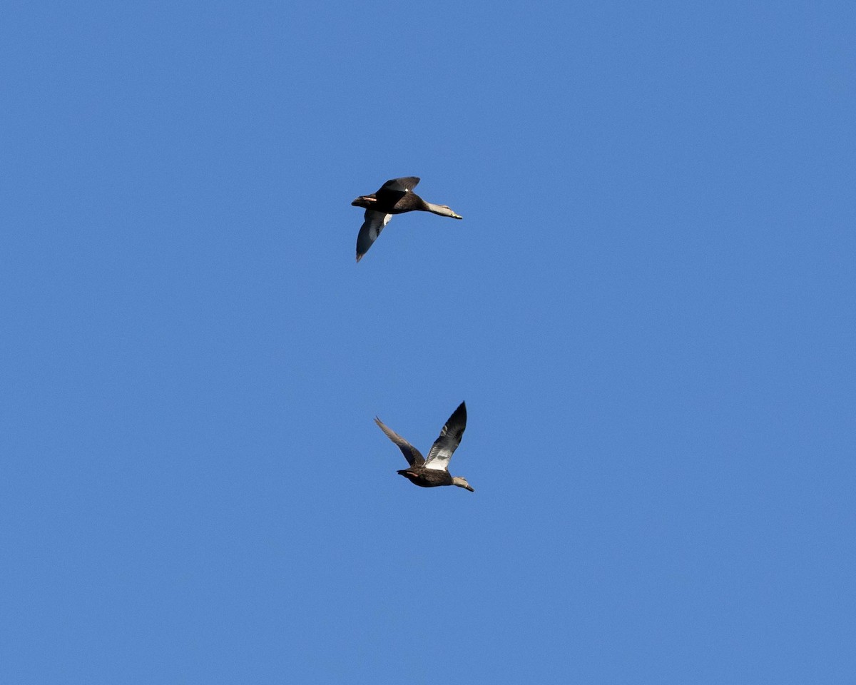 American Black Duck - ML646293373