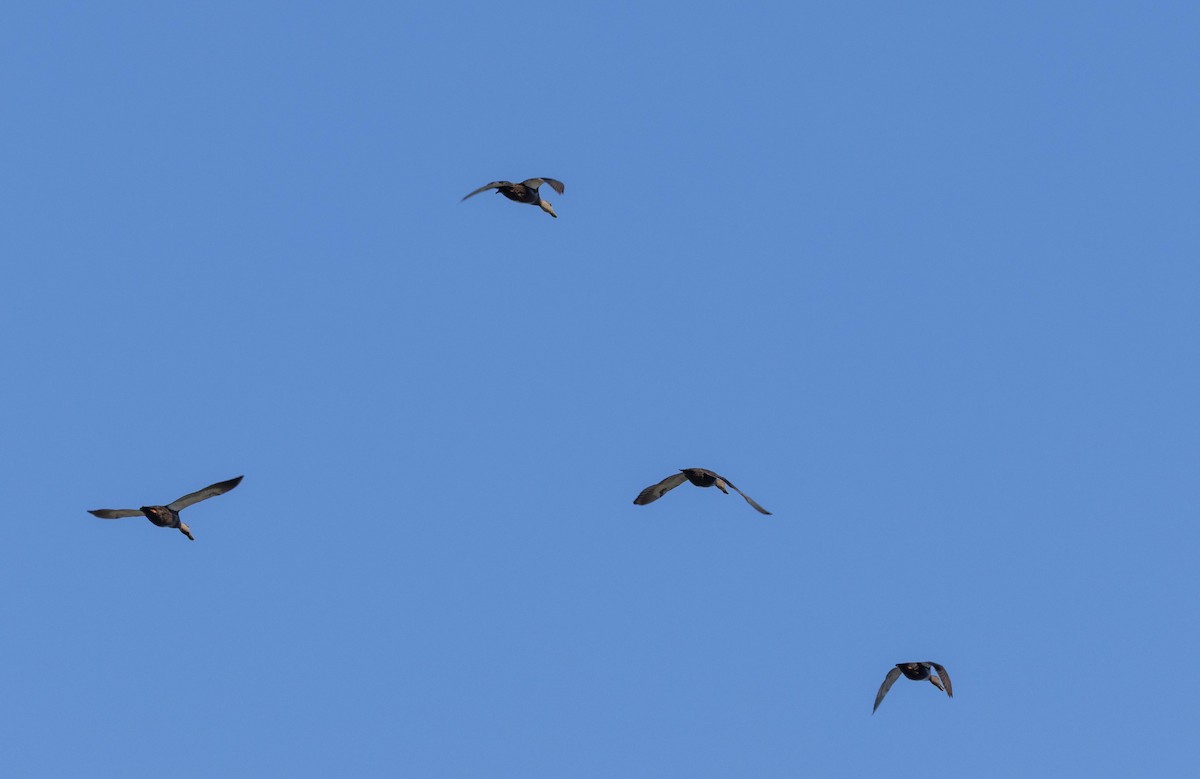 American Black Duck - ML646293374