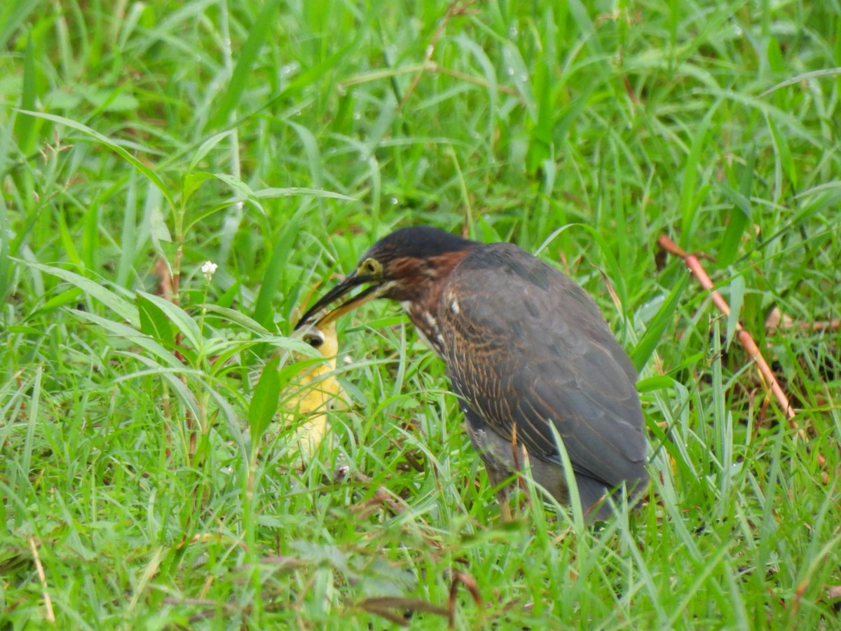 Green Heron - ML646293381