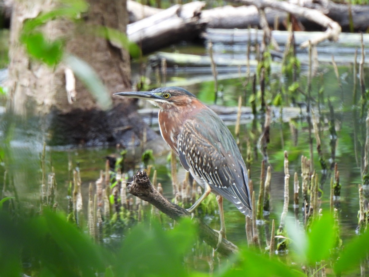 Green Heron - ML646293383