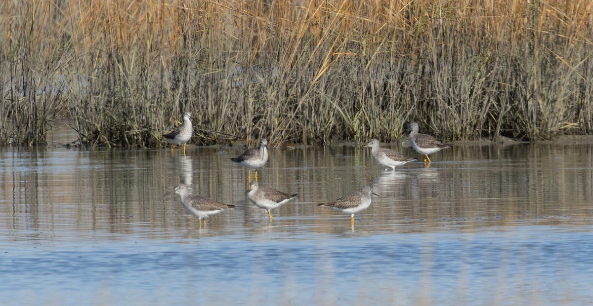 Greater Yellowlegs - ML646293384