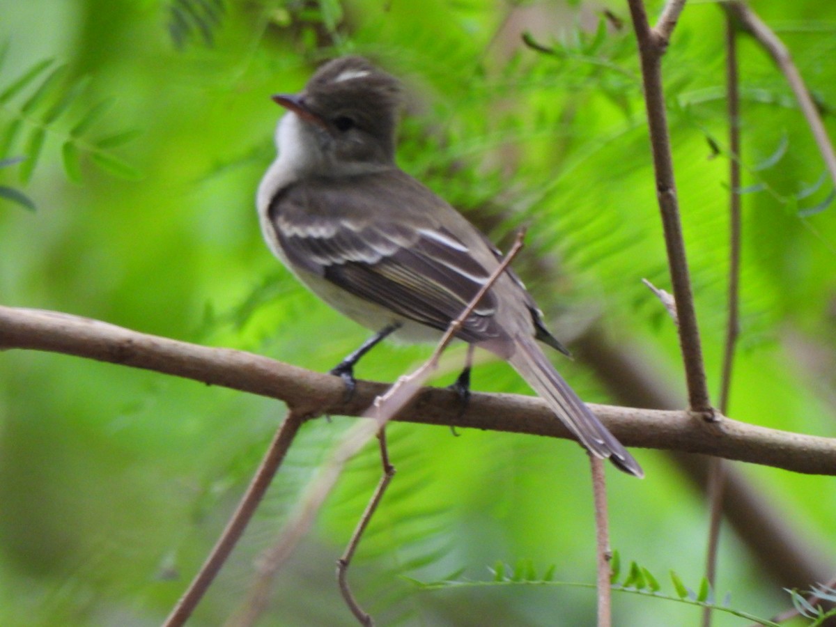 Caribbean Elaenia - ML646293393