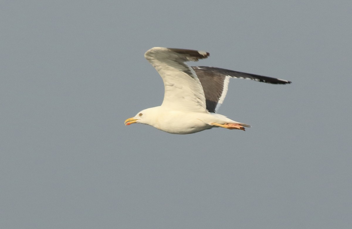Brown-headed Gull - ML646293396