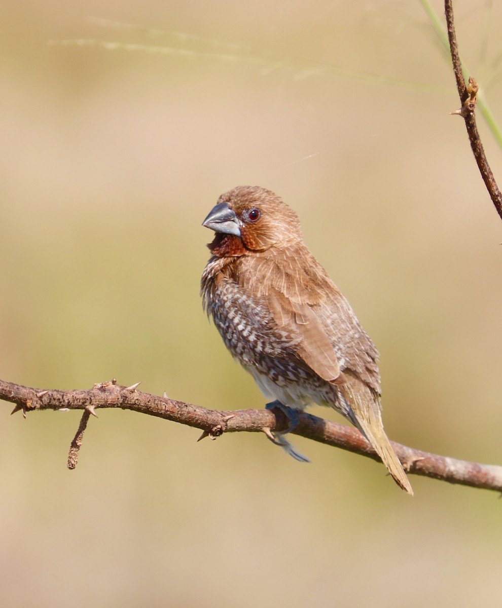 Pullu Munya - ML646293406