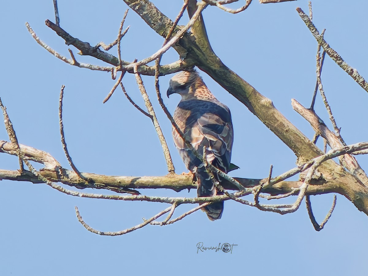 Jerdon Bazası - ML646293407